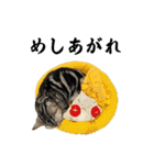 ごぎげんサンバ（個別スタンプ：31）