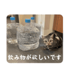 ごぎげんサンバ（個別スタンプ：32）