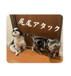 ごぎげんサンバ（個別スタンプ：33）