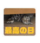 ごぎげんサンバ（個別スタンプ：39）