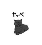 気ままに暮らす黒猫（個別スタンプ：15）