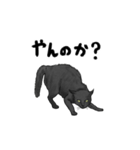 気ままに暮らす黒猫（個別スタンプ：20）