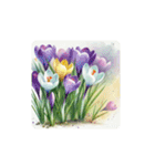 water-color flowers（個別スタンプ：15）