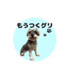シュナウザーグリの日常2（個別スタンプ：1）
