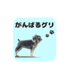 シュナウザーグリの日常2（個別スタンプ：2）