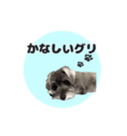 シュナウザーグリの日常2（個別スタンプ：3）