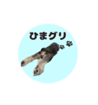 シュナウザーグリの日常2（個別スタンプ：4）