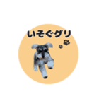 シュナウザーグリの日常2（個別スタンプ：5）