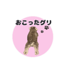 シュナウザーグリの日常2（個別スタンプ：6）