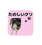 シュナウザーグリの日常2（個別スタンプ：7）