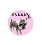シュナウザーグリの日常2（個別スタンプ：8）