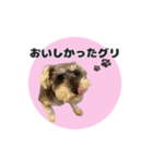 シュナウザーグリの日常2（個別スタンプ：9）