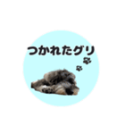 シュナウザーグリの日常2（個別スタンプ：10）