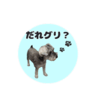 シュナウザーグリの日常2（個別スタンプ：11）