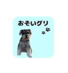 シュナウザーグリの日常2（個別スタンプ：12）