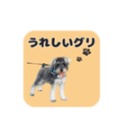 シュナウザーグリの日常2（個別スタンプ：14）