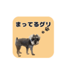 シュナウザーグリの日常2（個別スタンプ：16）