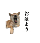 3匹のかわい子達スタンプ（個別スタンプ：1）