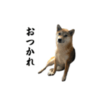 3匹のかわい子達スタンプ（個別スタンプ：4）