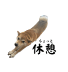 3匹のかわい子達スタンプ（個別スタンプ：5）