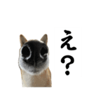 3匹のかわい子達スタンプ（個別スタンプ：6）