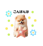 かわいいポメラニアンの犬スタンプ（個別スタンプ：3）