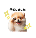 かわいいポメラニアンの犬スタンプ（個別スタンプ：8）