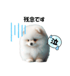 かわいいポメラニアンの犬スタンプ（個別スタンプ：9）