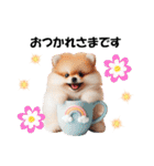 かわいいポメラニアンの犬スタンプ（個別スタンプ：10）