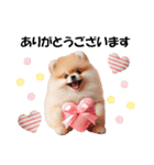かわいいポメラニアンの犬スタンプ（個別スタンプ：15）