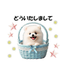 かわいいポメラニアンの犬スタンプ（個別スタンプ：16）