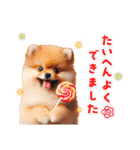 かわいいポメラニアンの犬スタンプ（個別スタンプ：21）