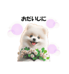 かわいいポメラニアンの犬スタンプ（個別スタンプ：28）