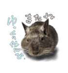 なかよしデグーワールド3（個別スタンプ：1）
