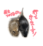 なかよしデグーワールド3（個別スタンプ：2）