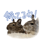 なかよしデグーワールド3（個別スタンプ：5）