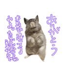 なかよしデグーワールド3（個別スタンプ：6）