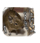 なかよしデグーワールド3（個別スタンプ：9）