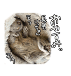 なかよしデグーワールド3（個別スタンプ：12）