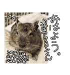 なかよしデグーワールド3（個別スタンプ：13）