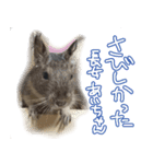 なかよしデグーワールド3（個別スタンプ：14）