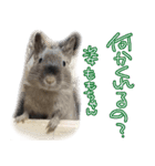 なかよしデグーワールド3（個別スタンプ：15）