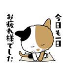 三毛猫「わび助」猫のシンプルスタンプ（個別スタンプ：14）