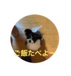 くるみスタンプ（ポメマル）（個別スタンプ：11）