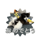 くるみスタンプ（ポメマル）（個別スタンプ：18）