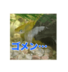 めだかコッピーエビ祭り（個別スタンプ：1）