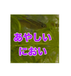めだかコッピーエビ祭り（個別スタンプ：2）