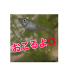 めだかコッピーエビ祭り（個別スタンプ：3）