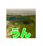 めだかコッピーエビ祭り（個別スタンプ：4）