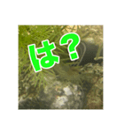 めだかコッピーエビ祭り（個別スタンプ：5）